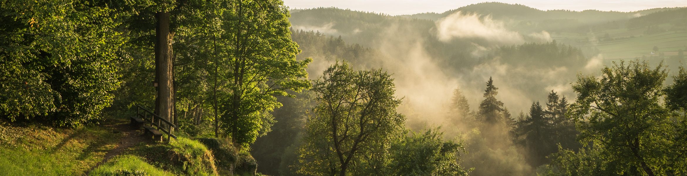 Sonnendurchfluteter Waldhang mit einer Bank, Blick über ein nebelverhangenes Tal